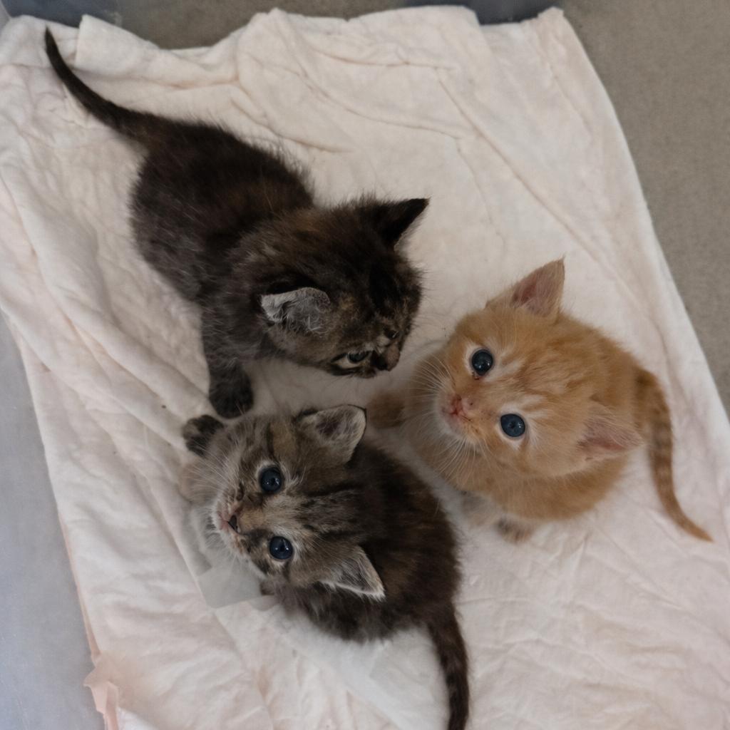 Charlotte Bronte, a Adoptable Domestic Short Hair in Jasper, IN image 2/3