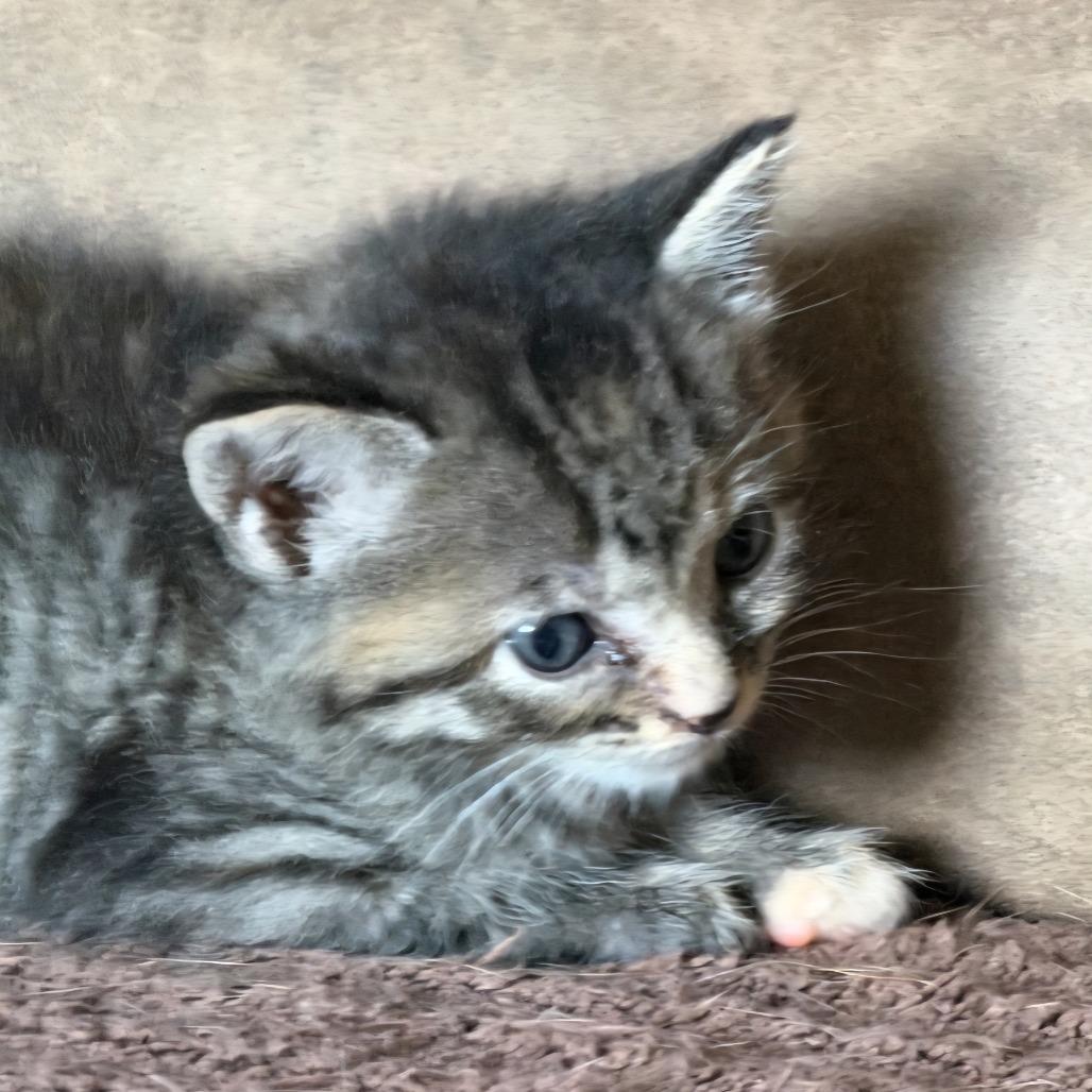 Charlotte Bronte, a Adoptable Domestic Short Hair in Jasper, IN image 3/3