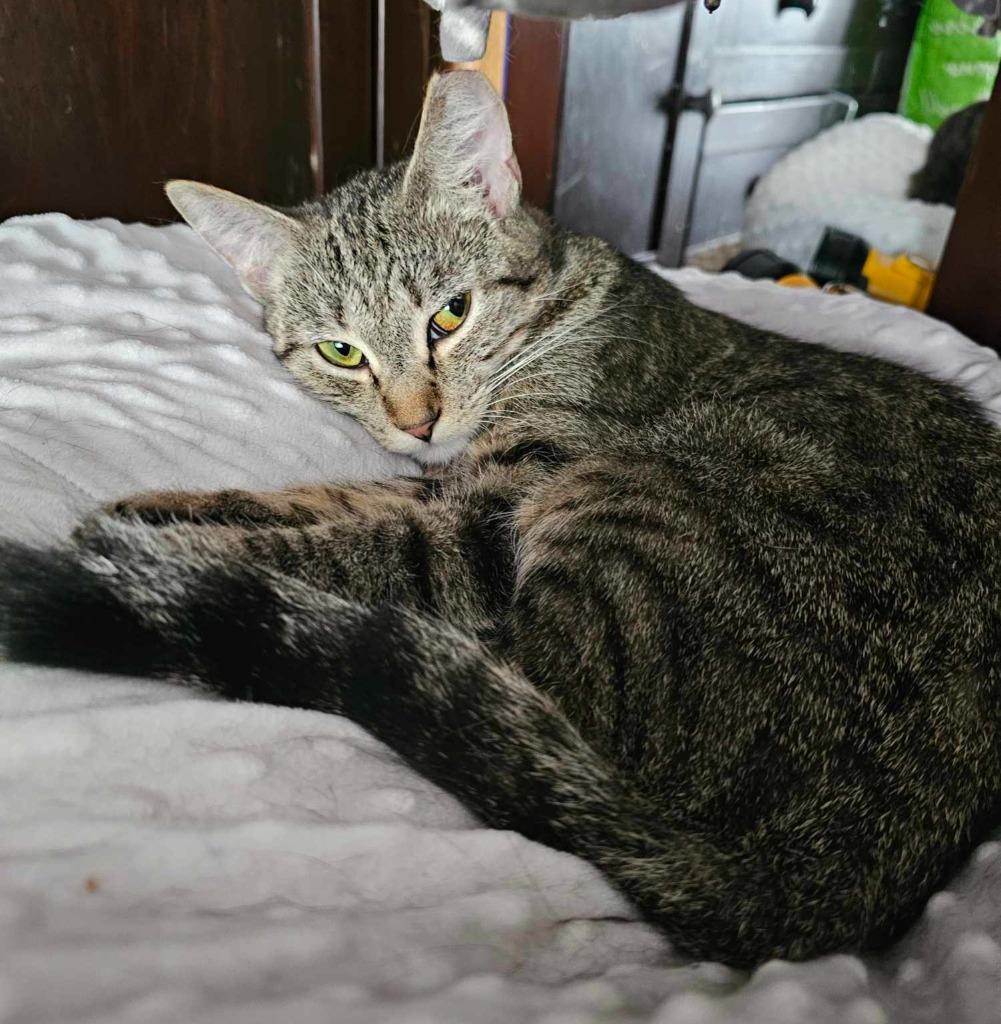 Enlarge Mela, a Adoptable mixed breed in Shell Lake, WI image 1/1