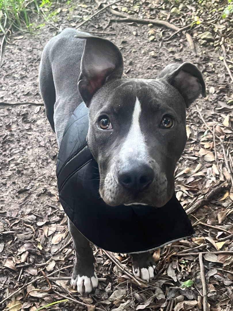 Enlarge Chance, a Adoptable Staffordshire Bull Terrier in Pompano Beach, FL image 2/7