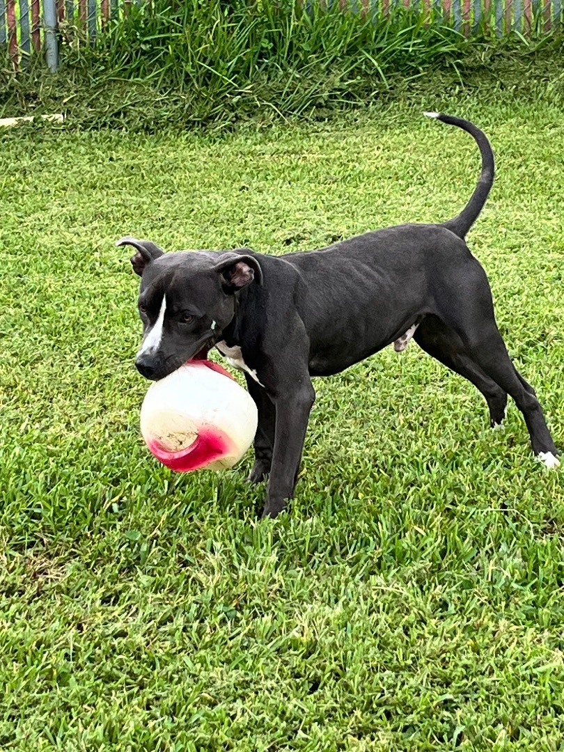 Enlarge Chance, a Adoptable Staffordshire Bull Terrier in Pompano Beach, FL image 3/7