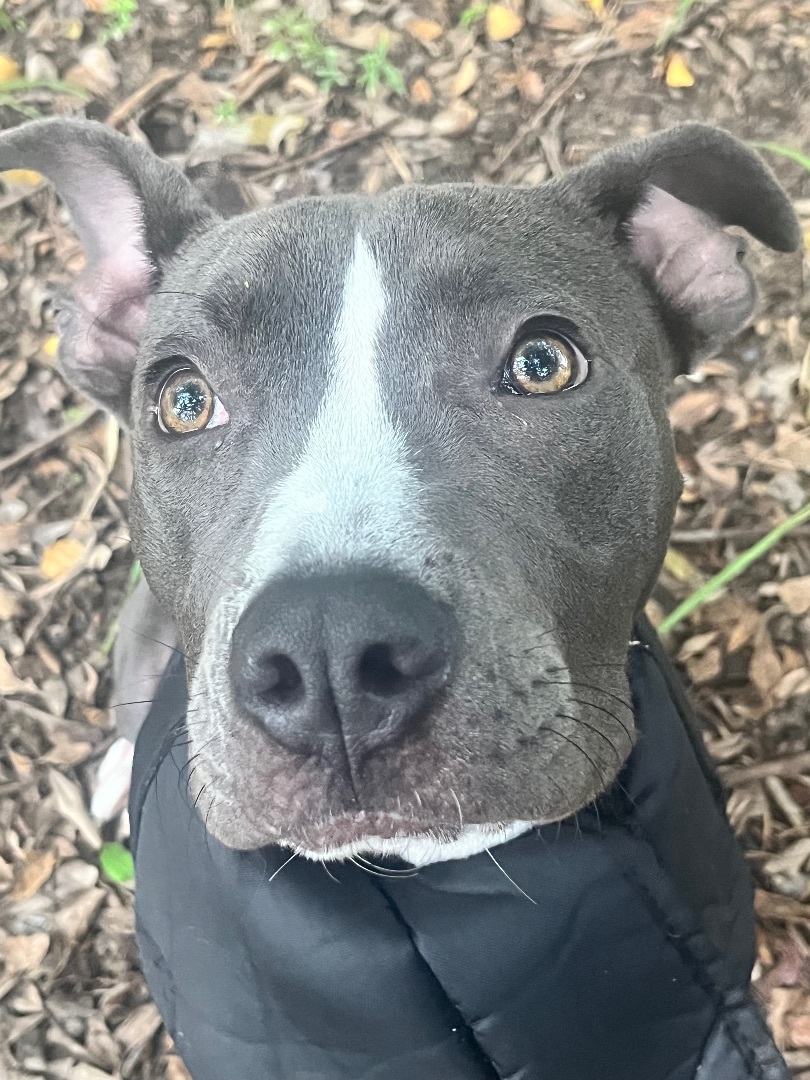 Enlarge Chance, a Adoptable Staffordshire Bull Terrier in Pompano Beach, FL image 4/7