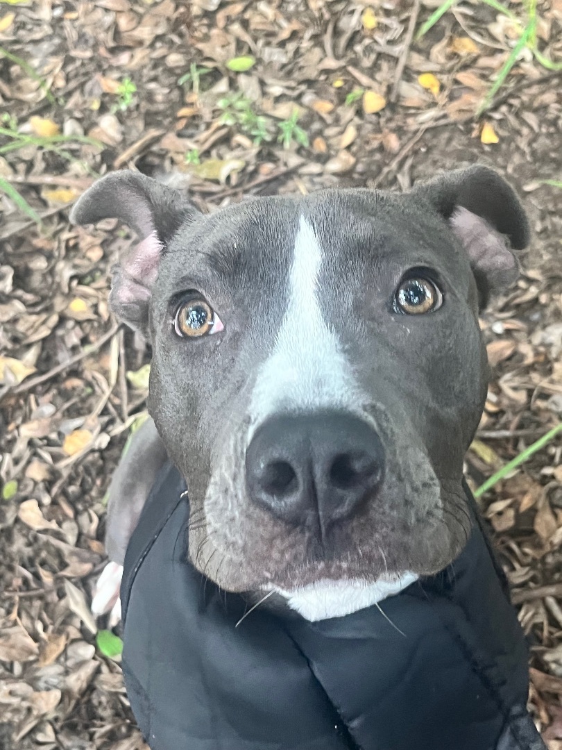Enlarge Chance, a Adoptable Staffordshire Bull Terrier in Pompano Beach, FL image 5/7