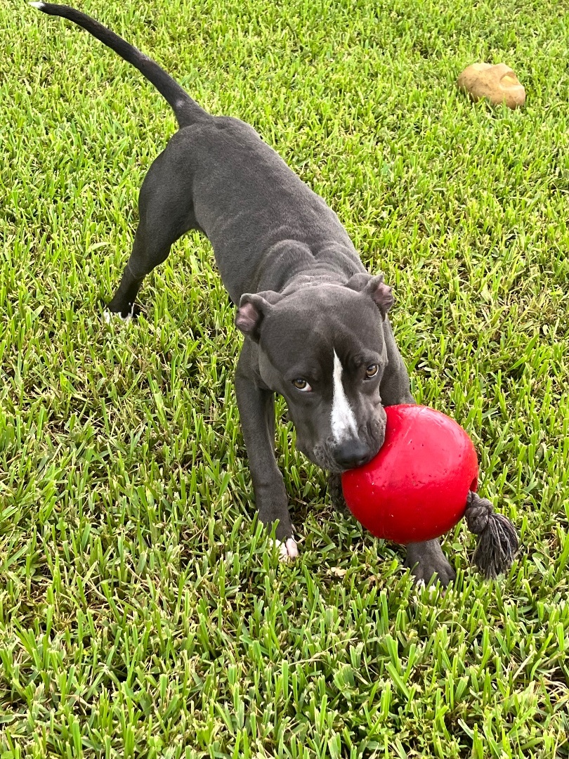 Enlarge Chance, a Adoptable Staffordshire Bull Terrier in Pompano Beach, FL image 7/7