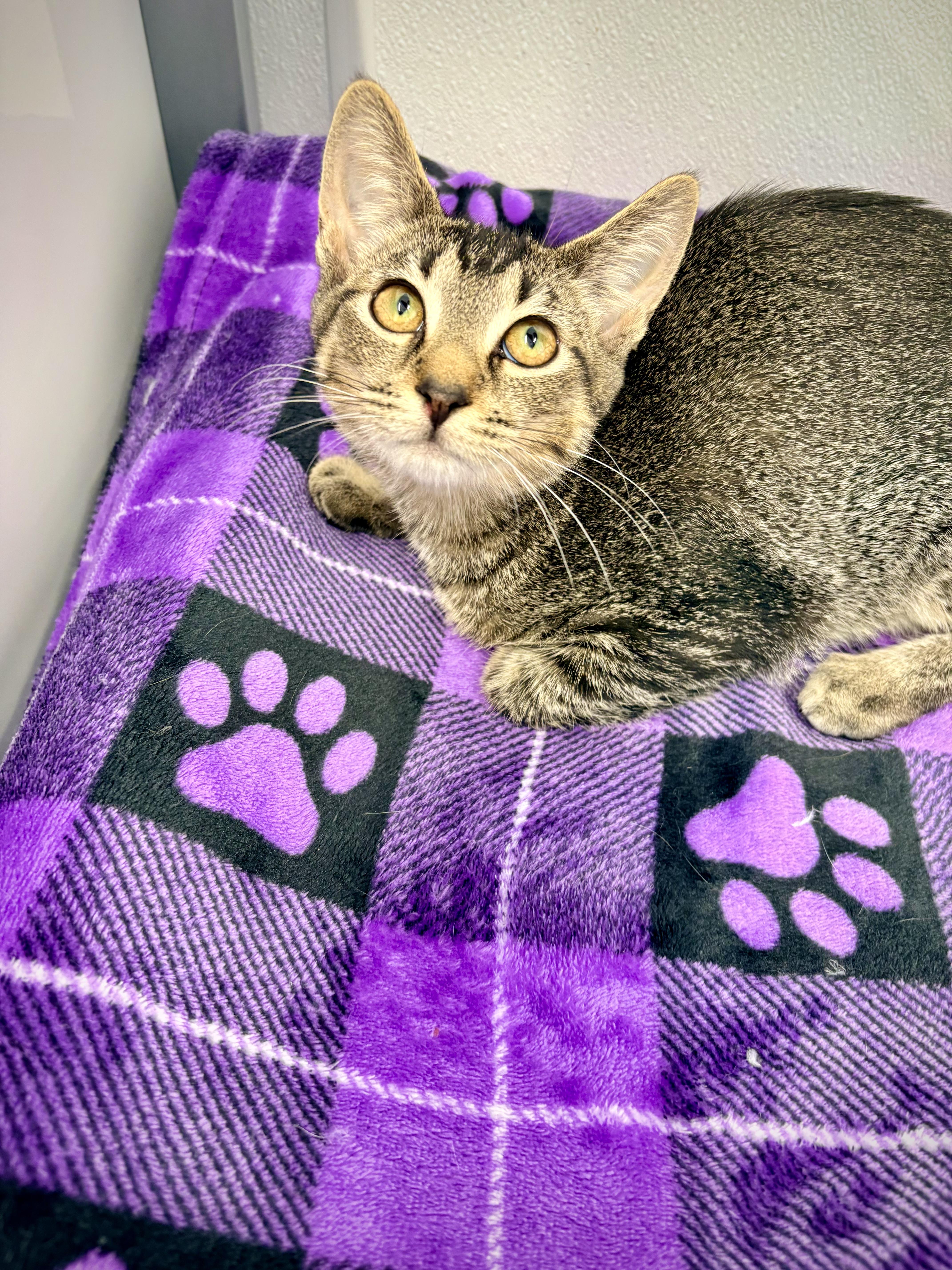 Enlarge Brennan, a Adoptable Domestic Short Hair in Kalamazoo, MI image 2/3