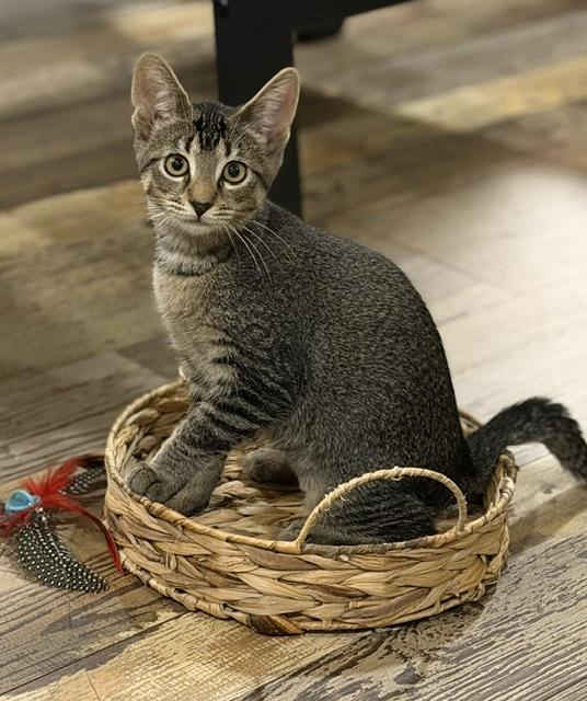 Brennan, Adoptable, Kitten Male Domestic Short Hair.