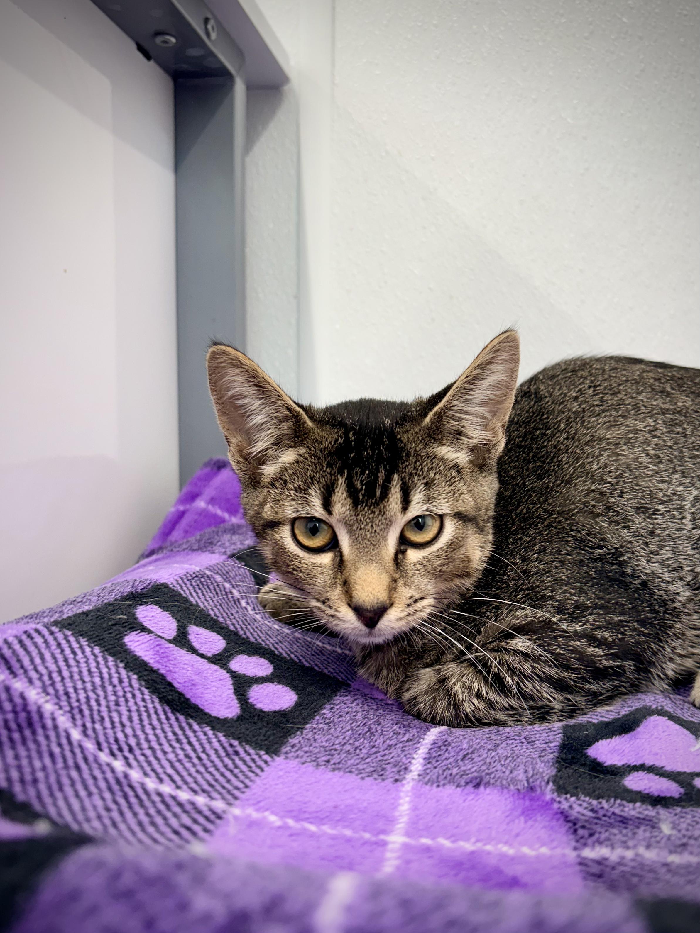 Enlarge Brennan, a Adoptable Domestic Short Hair in Kalamazoo, MI image 3/3