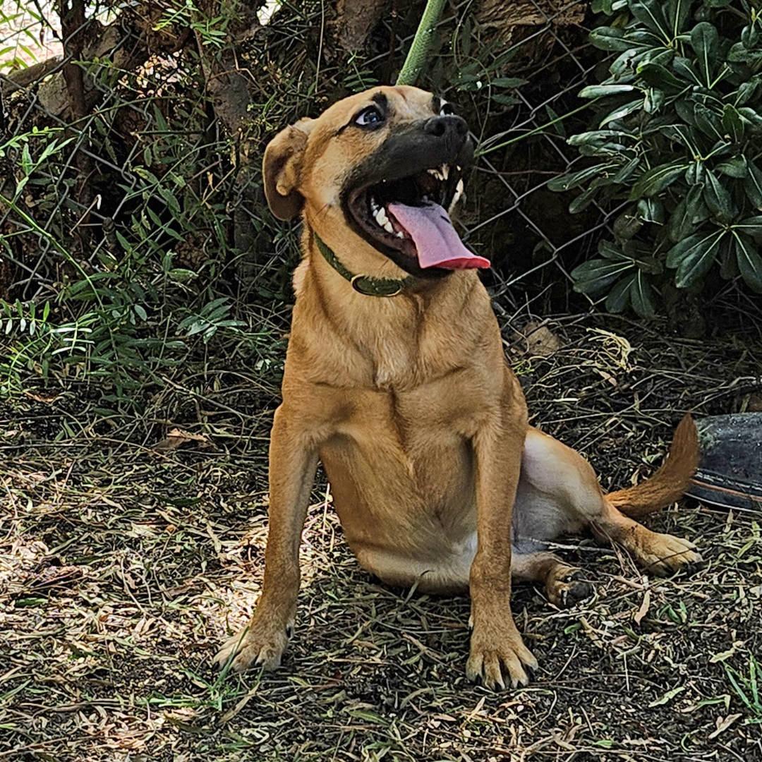 Enlarge Sweet, a Adoptable Mixed Breed in Oakley, UT image 2/4