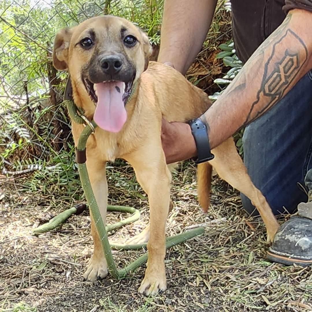 Enlarge Sweet, a Adoptable Mixed Breed in Oakley, UT image 3/4
