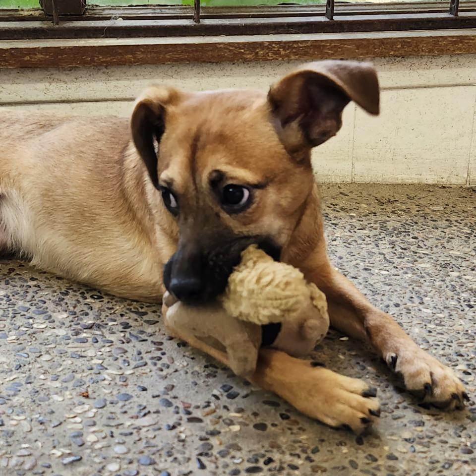 Sweet, an adoptable Mixed Breed in Oakley, UT, 84055 | Photo Image 1