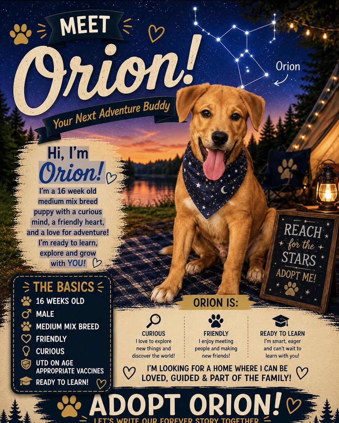 Orion, a ADOPTABLE Mixed Breed in Rock Hill, NY image 2/3