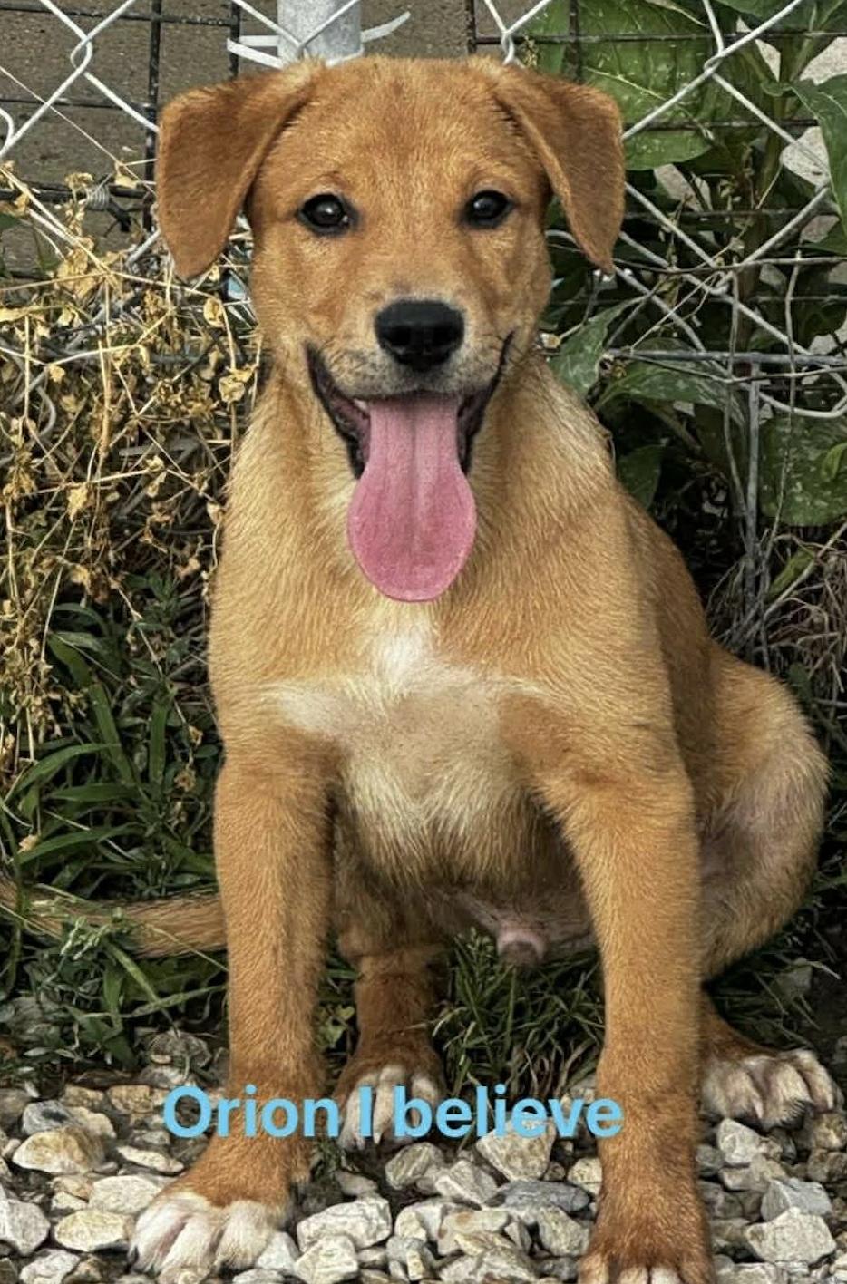 Orion, a ADOPTABLE Mixed Breed in Rock Hill, NY image 3/3