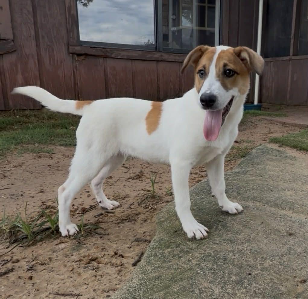 Gracie, Adoptable, Adult Female Jack Russell Terrier.