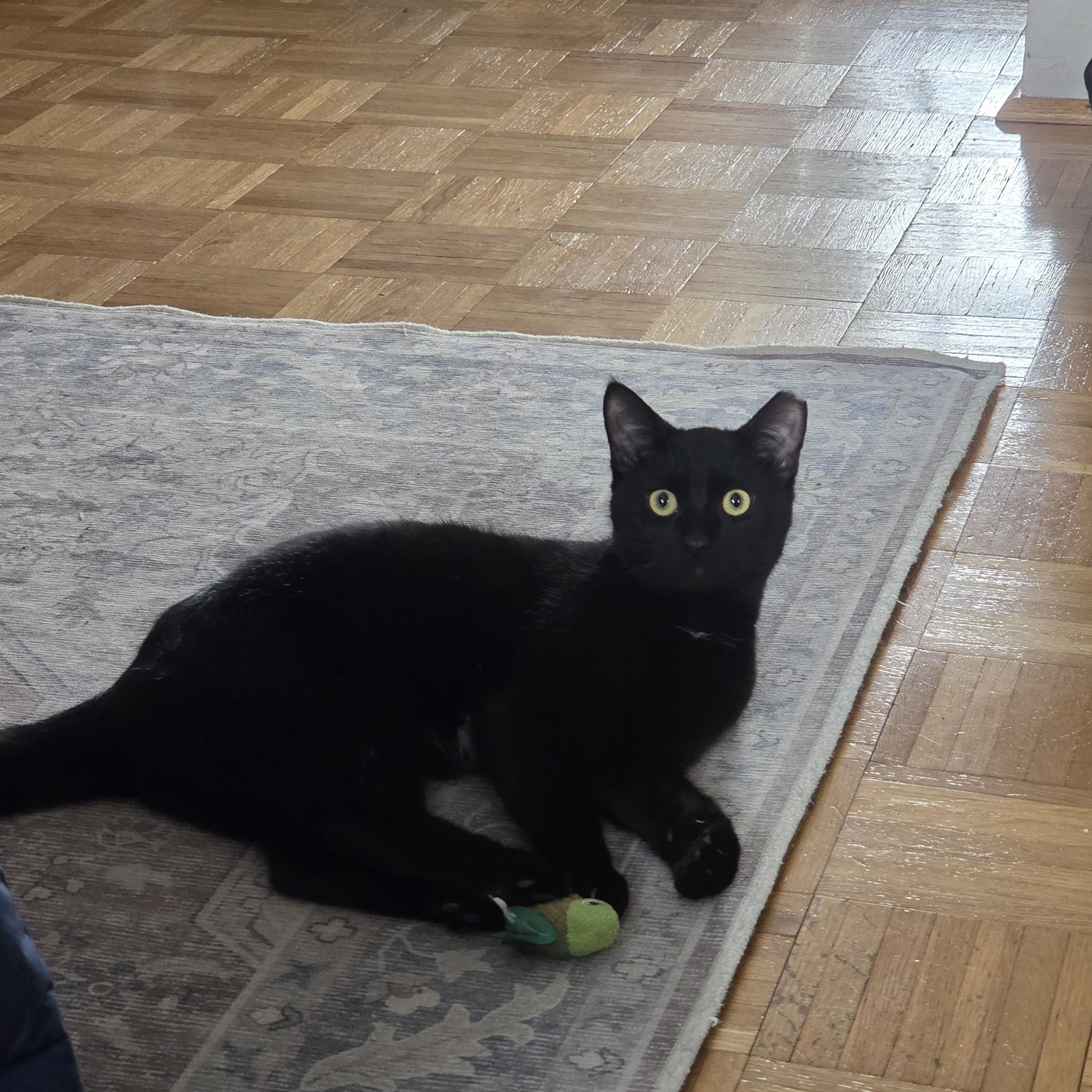 Enlarge Colonel, a ADOPTABLE Domestic Short Hair in Pittsburgh, PA image 1/6