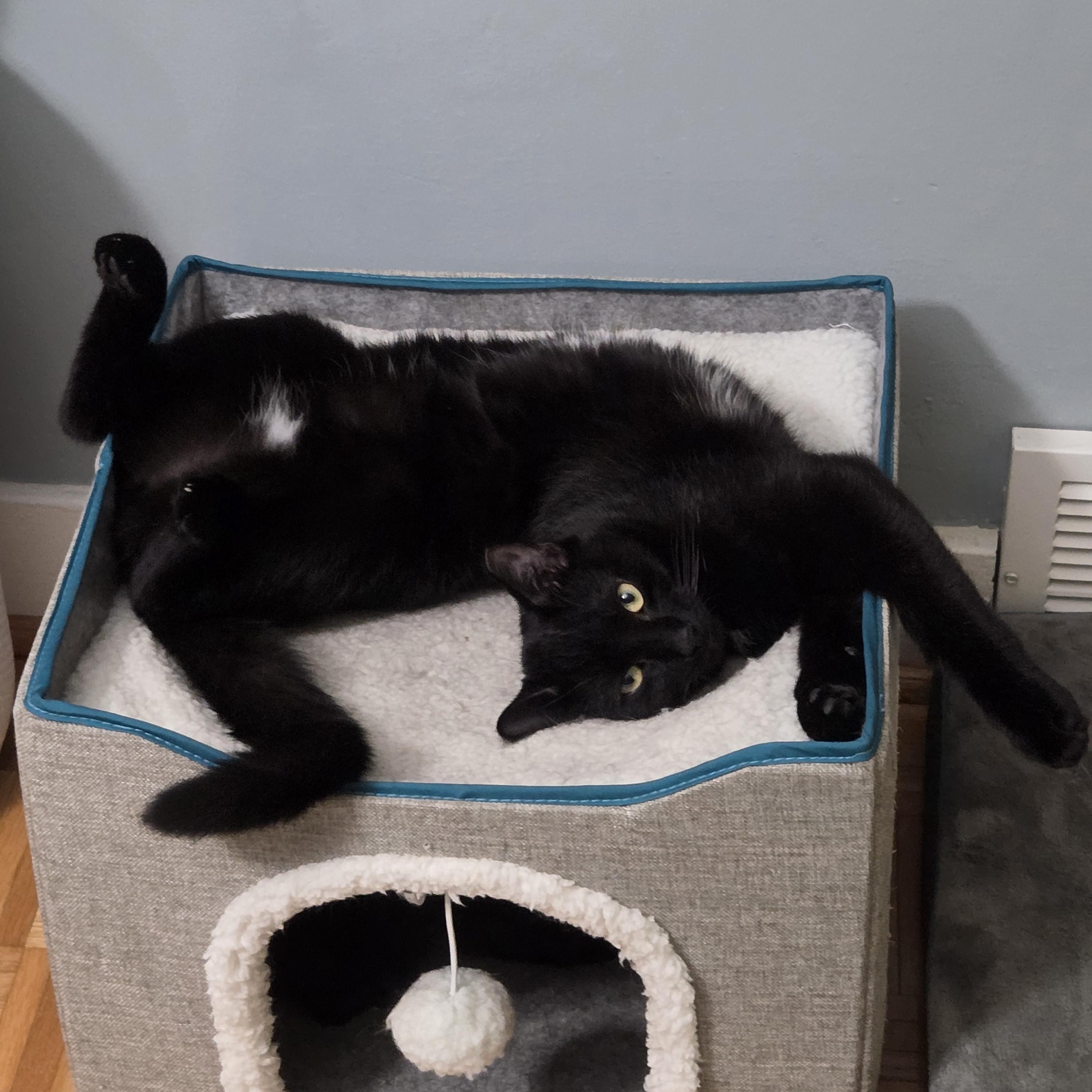 Enlarge Colonel, a ADOPTABLE Domestic Short Hair in Pittsburgh, PA image 5/6