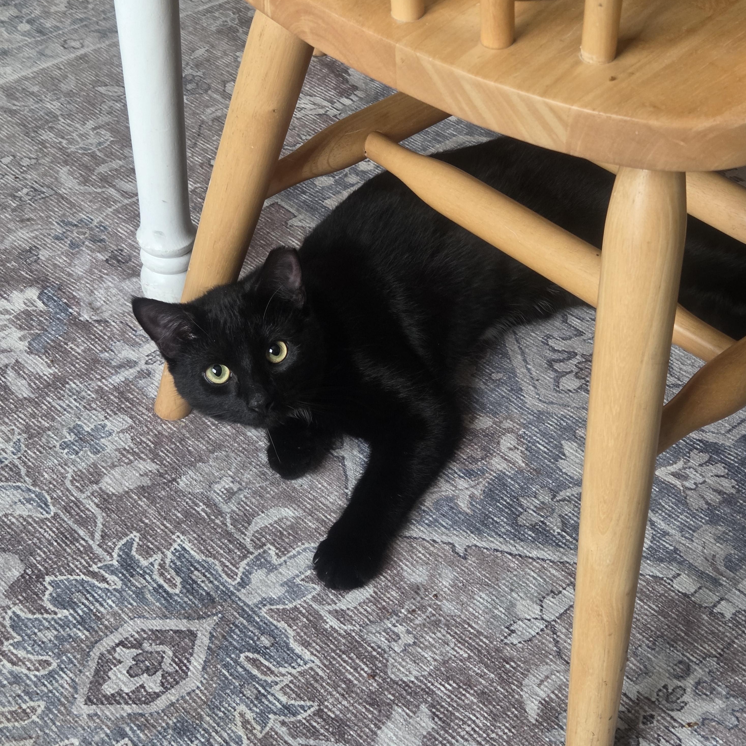 Enlarge Colonel, a ADOPTABLE Domestic Short Hair in Pittsburgh, PA image 6/6