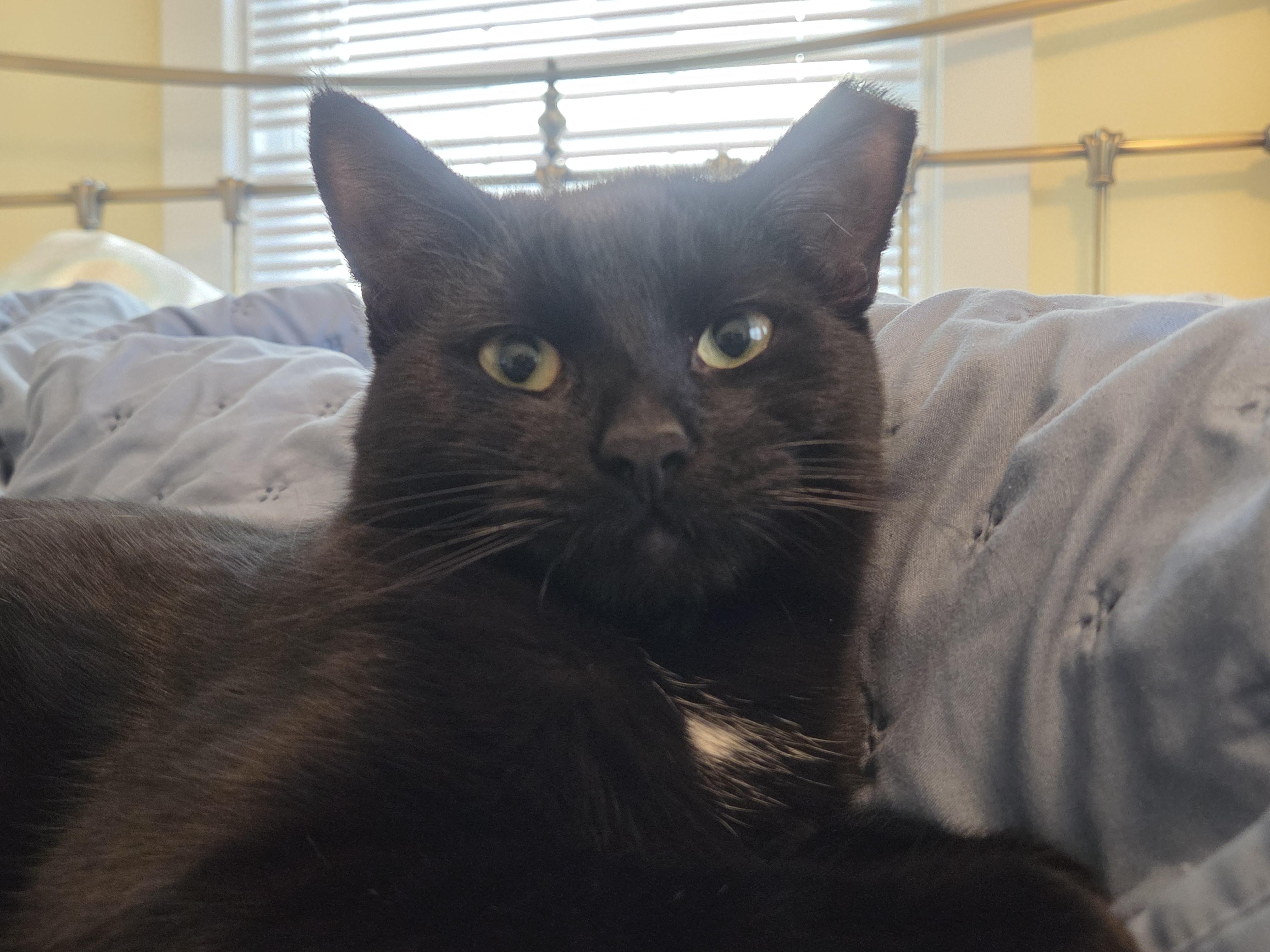 Enlarge Colonel, a ADOPTABLE Domestic Short Hair in Pittsburgh, PA image 2/6