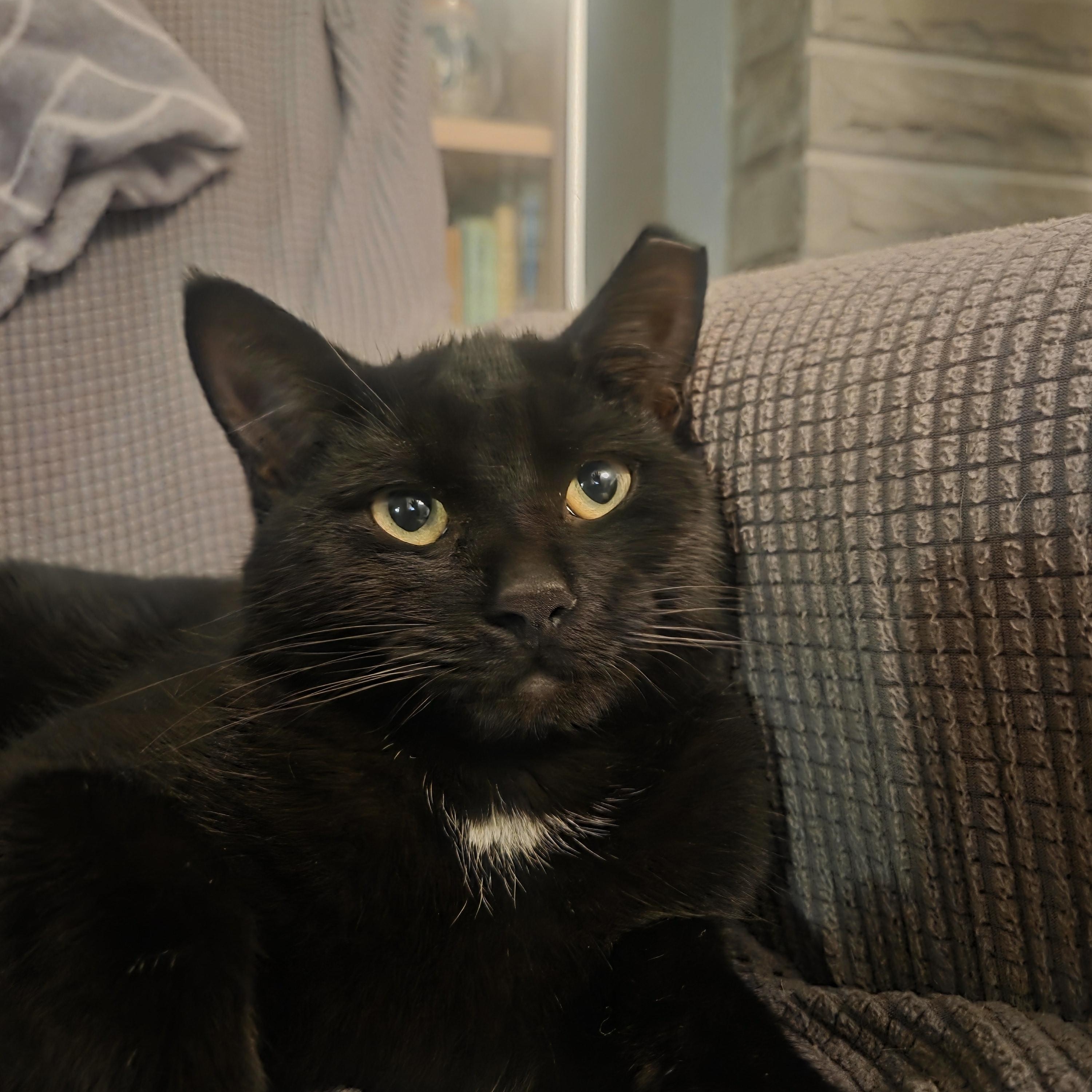 Enlarge Colonel, a ADOPTABLE Domestic Short Hair in Pittsburgh, PA image 4/6