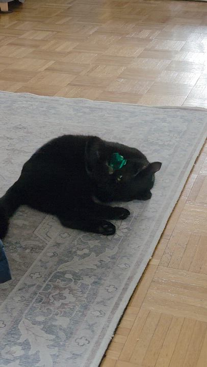 Enlarge Colonel, a ADOPTABLE Domestic Short Hair in Pittsburgh, PA video 3/6