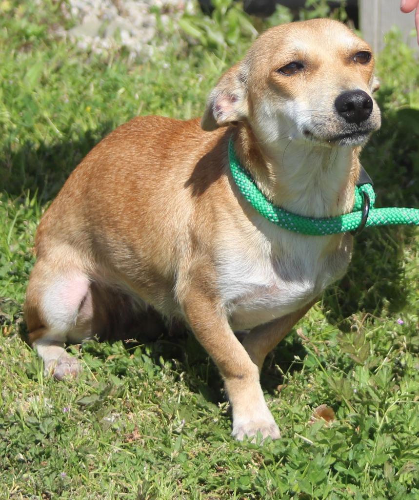 Bambi, Adoptable, Adult Female Chihuahua & Mixed Breed.