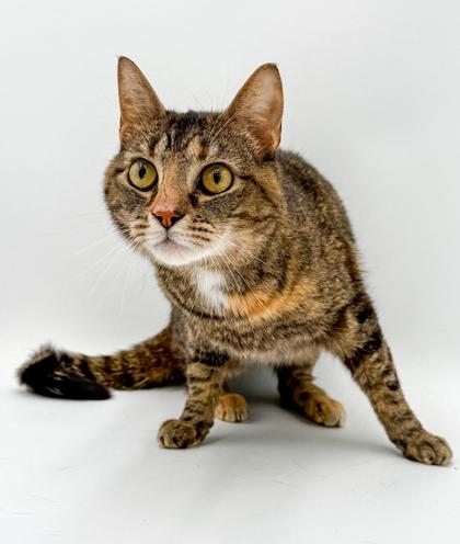 Ginger, a Adoptable mixed breed in Bowling Green, KY image 1/3