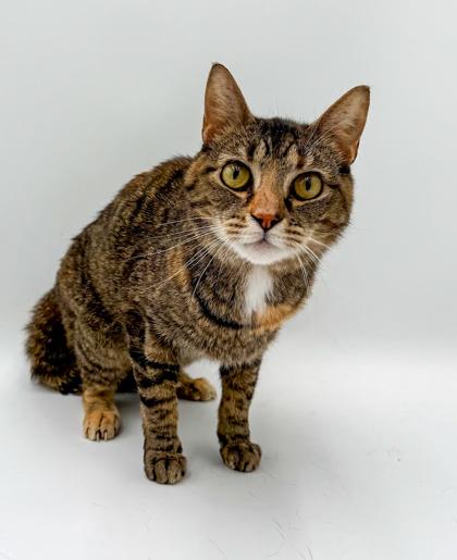 Ginger, a Adoptable mixed breed in Bowling Green, KY image 2/3