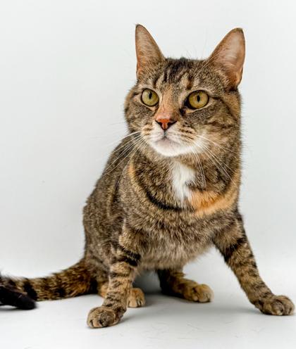 Ginger, a Adoptable mixed breed in Bowling Green, KY image 3/3