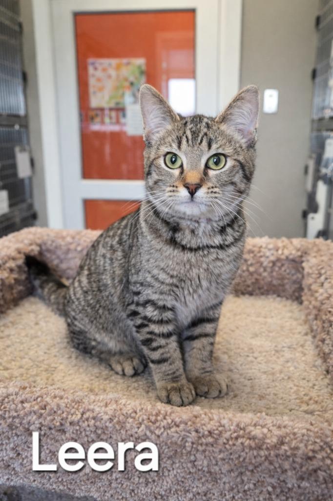 Enlarge Leera, a Adopted mixed breed in Sidney, OH image 1/2