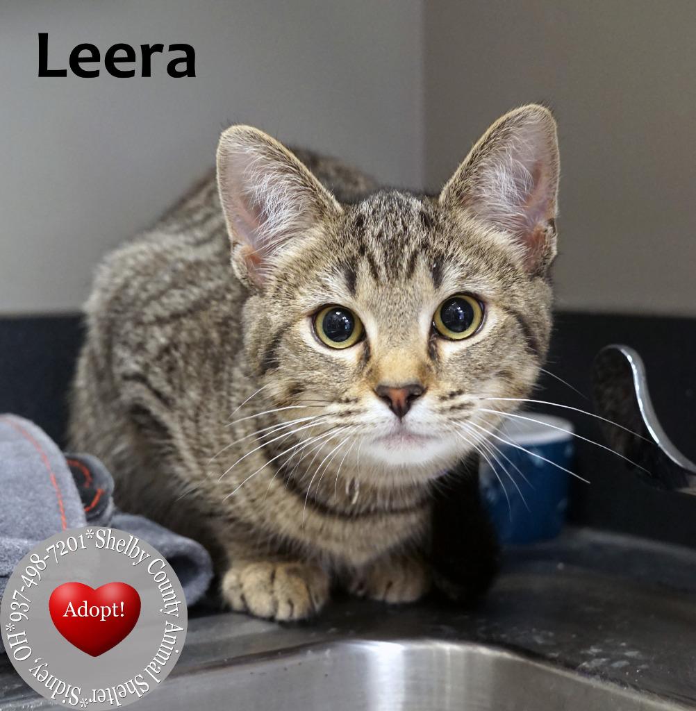 Enlarge Leera, a Adopted mixed breed in Sidney, OH image 2/2