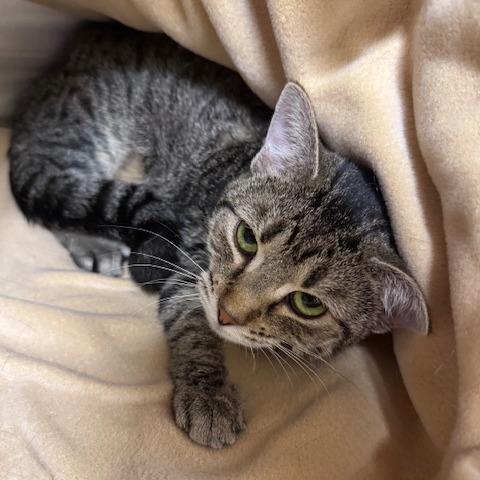 Enlarge Penelope, a Adoptable Domestic Short Hair in Indiantown, FL image 1/1