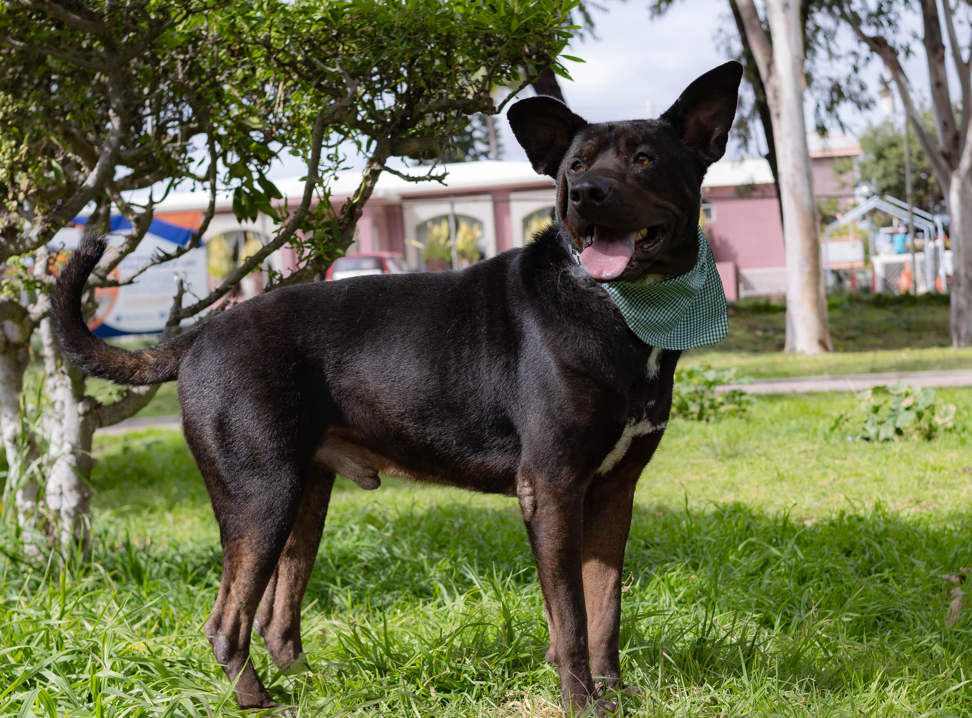 Enlarge Pawblito , a Adoptable mixed breed in Santa Monica, CA image 1/6