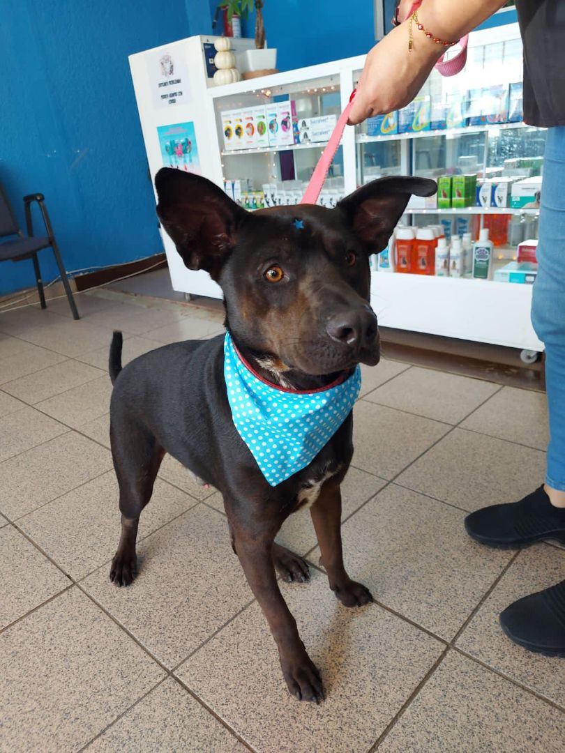 Enlarge Pawblito , a Adoptable mixed breed in Santa Monica, CA image 4/6
