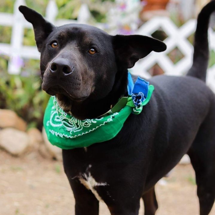 Enlarge Pawblito , a Adoptable mixed breed in Santa Monica, CA image 2/6
