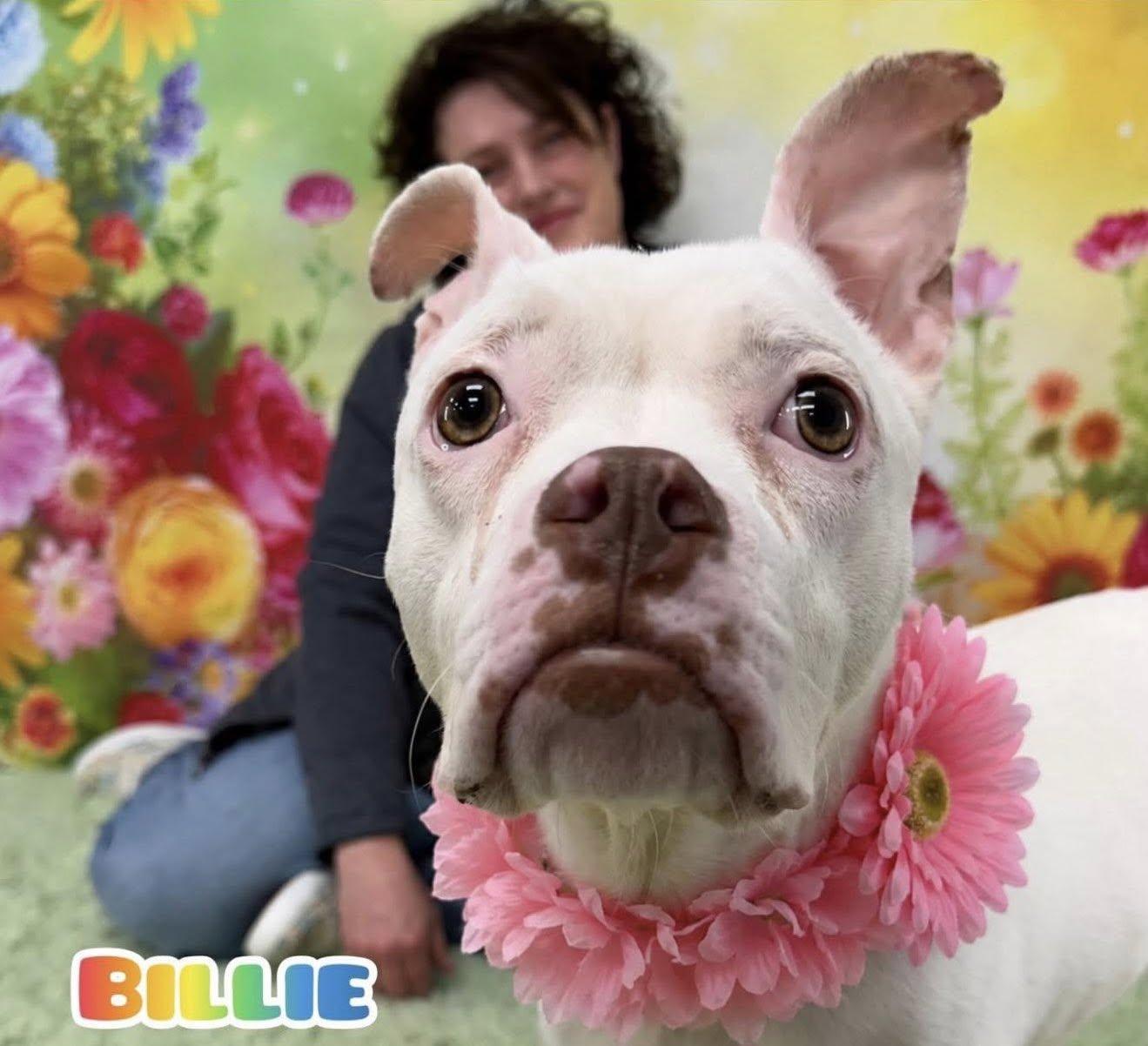Billie, ADOPTABLE, Young Female Mixed Breed.