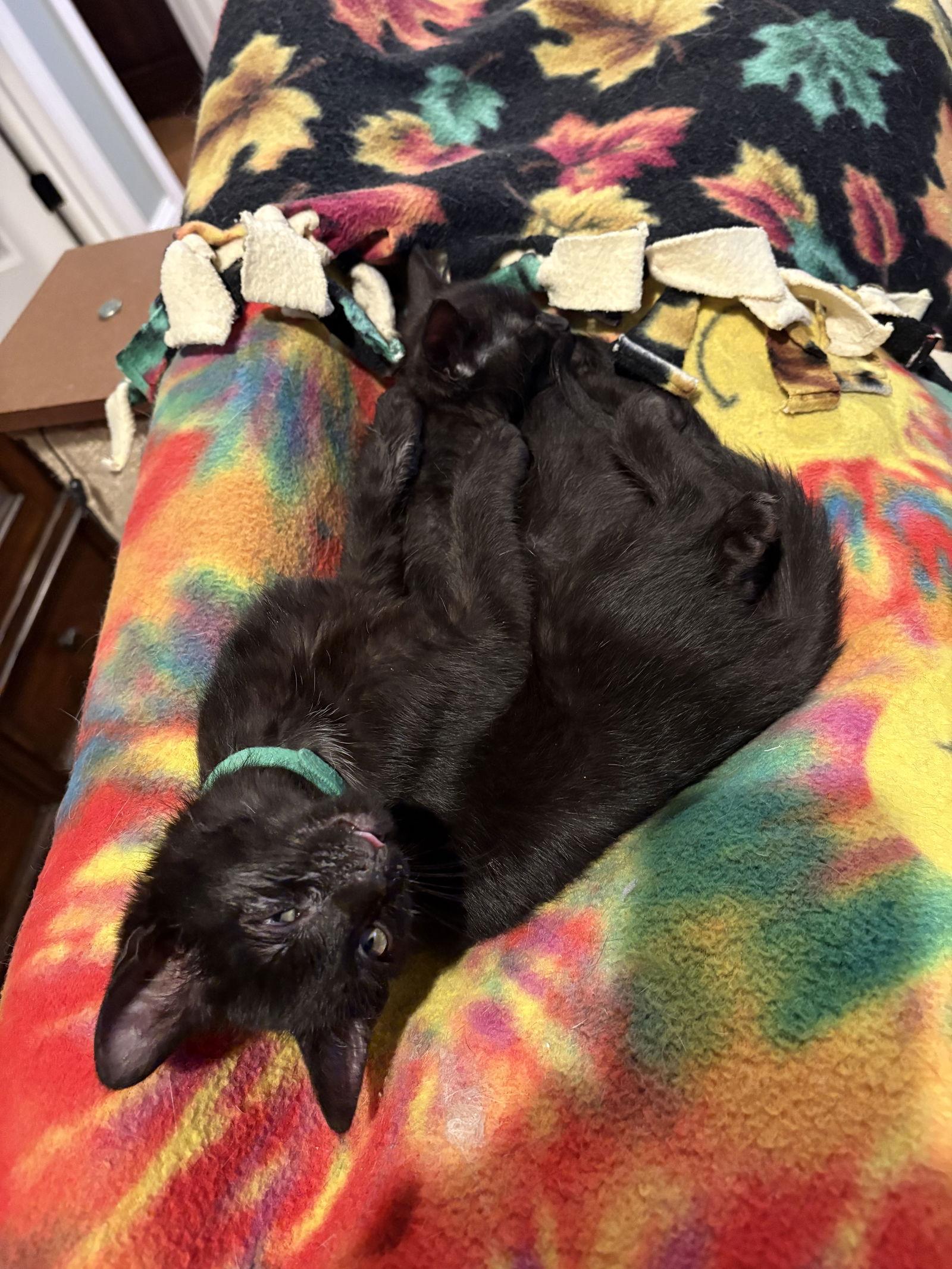 Bobby     (kk), Adoptable, Kitten Male Domestic Short Hair.