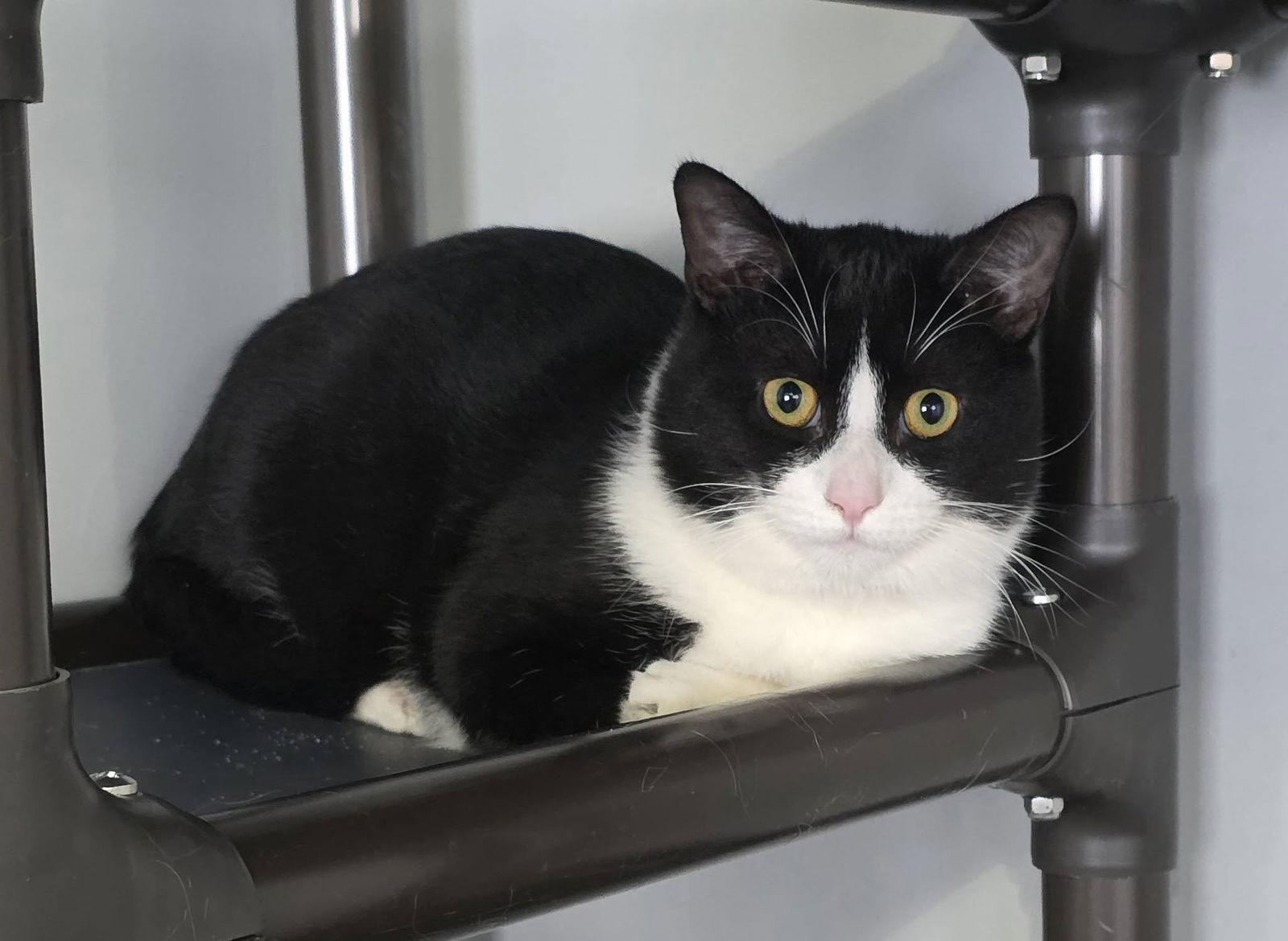 Enlarge Big Tux, a Adoptable Domestic Medium Hair in Woodsfield, OH image 1/2
