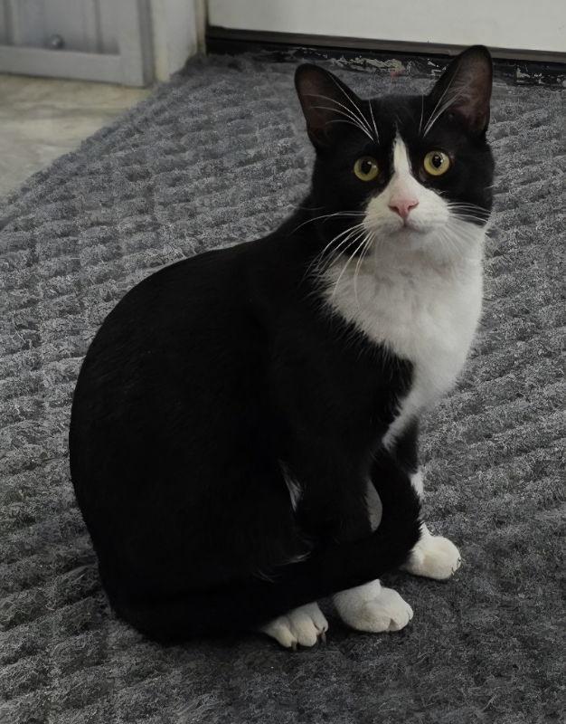 Enlarge Big Tux, a Adoptable Domestic Medium Hair in Woodsfield, OH image 2/2