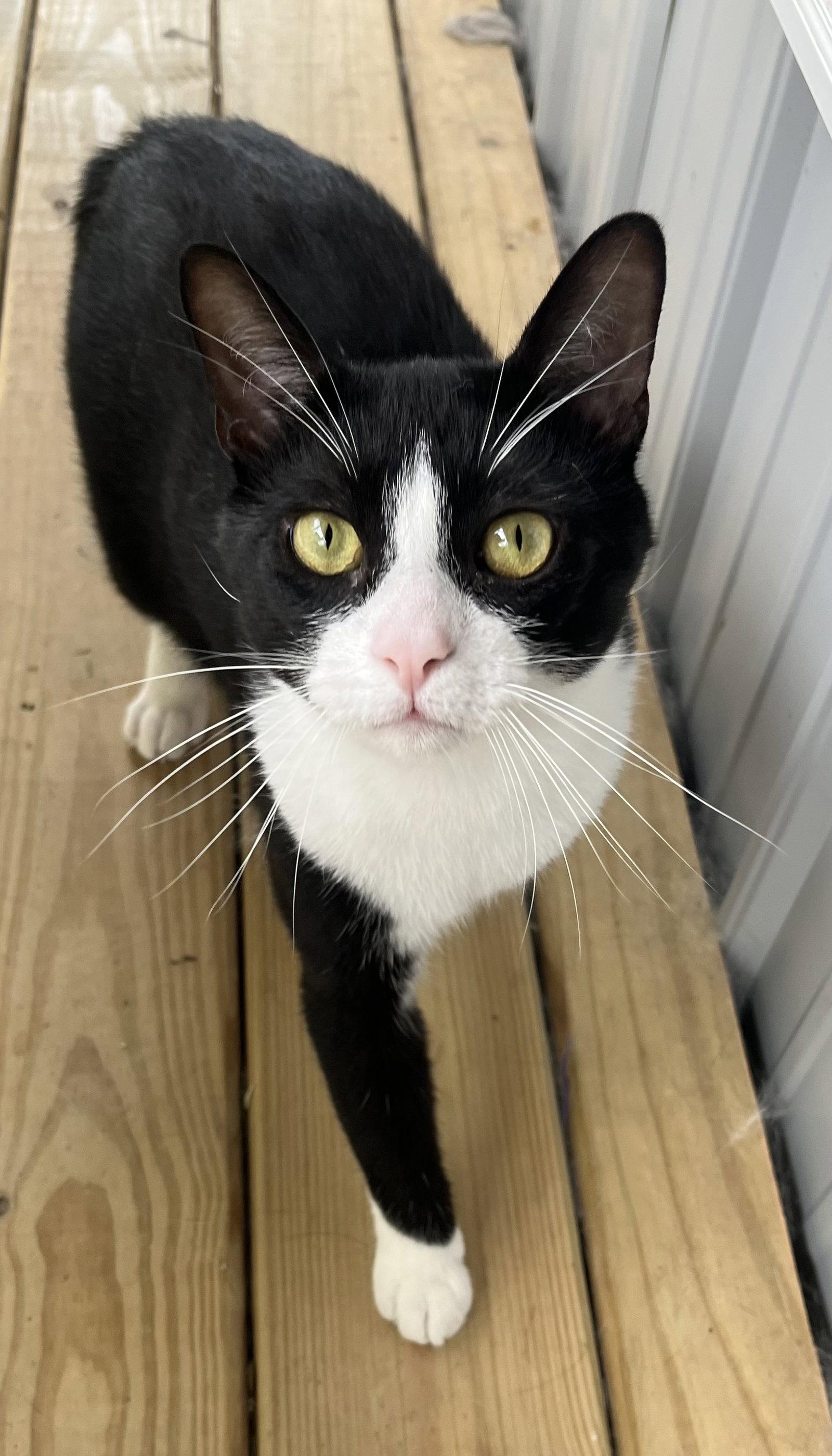 Big Tux, Adoptable, Young Male Domestic Medium Hair.