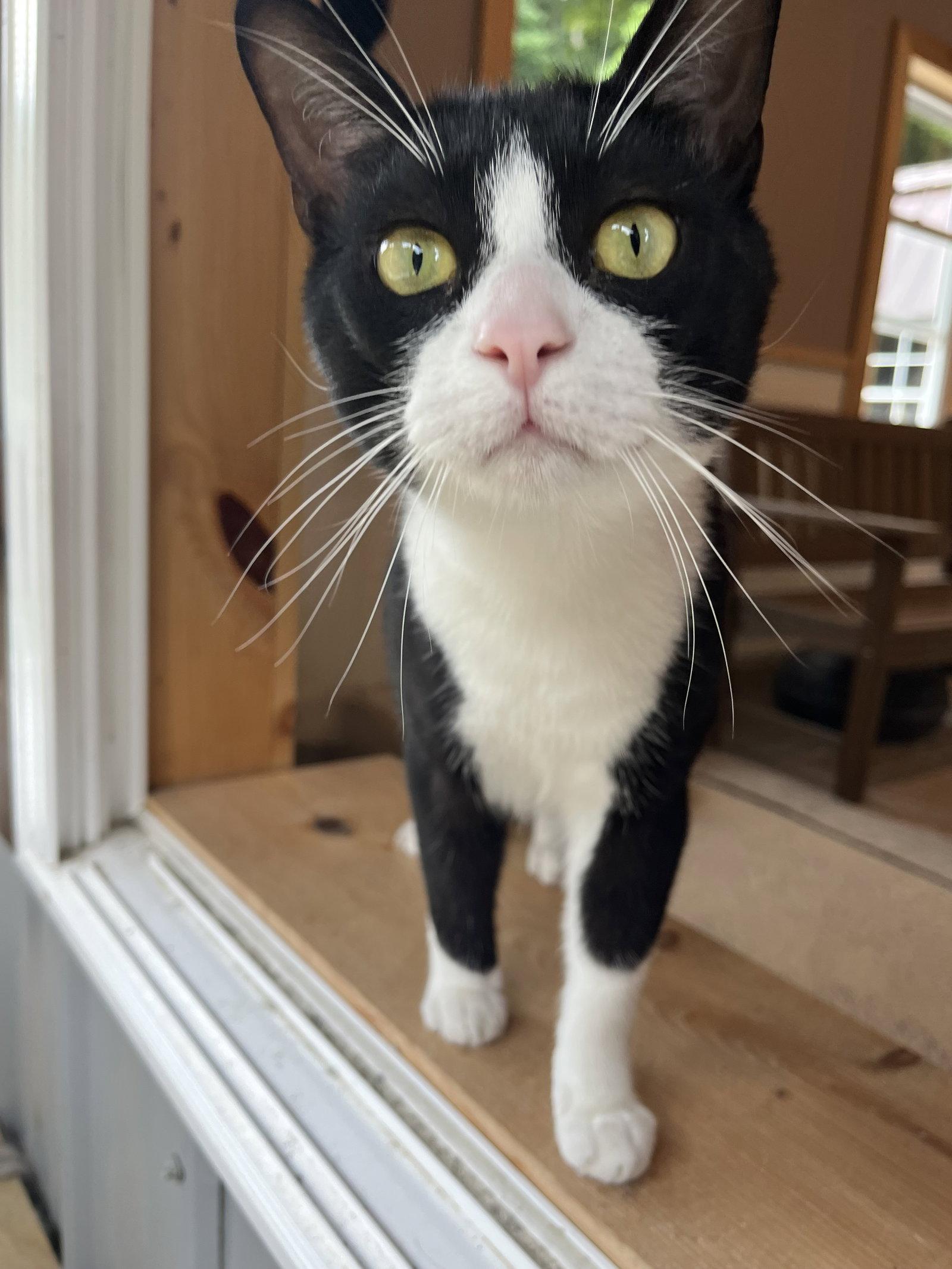 Big Tux, a Adoptable Domestic Medium Hair in Woodsfield, OH image 2/3