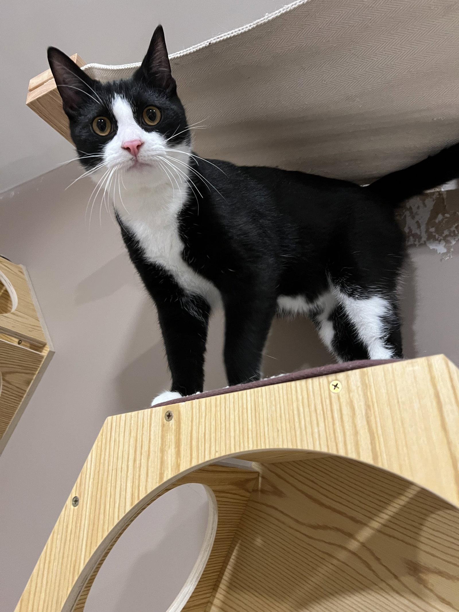 Big Tux, a Adoptable Domestic Medium Hair in Woodsfield, OH image 3/3