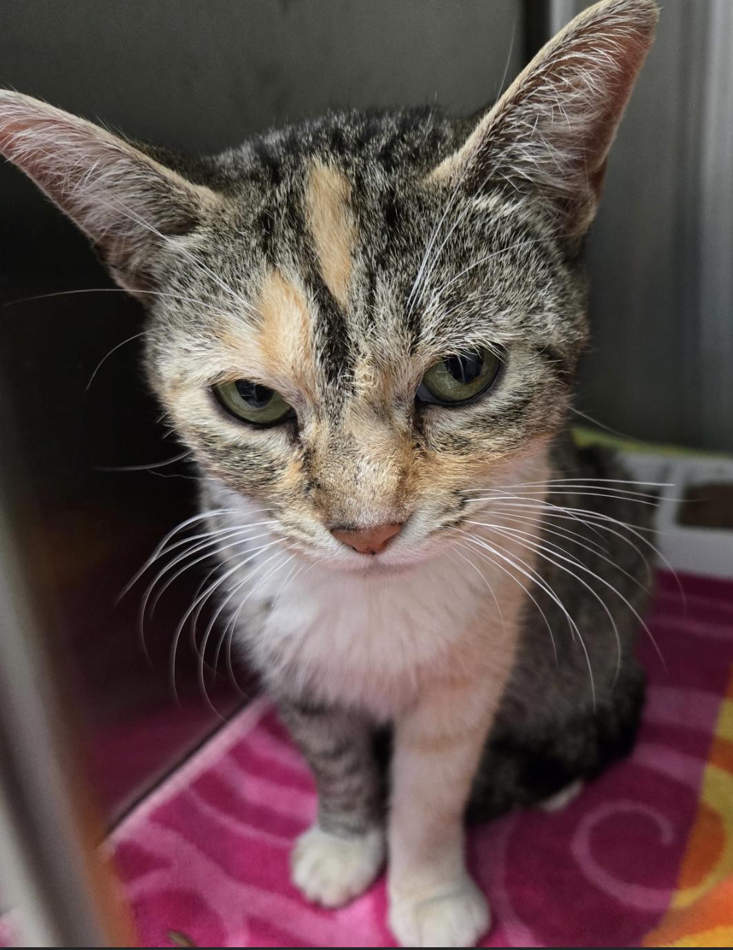 Fondue, Adoptable, Adult Female American Shorthair.