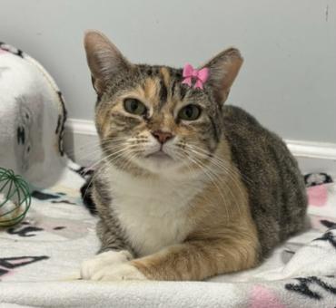 Enlarge Fondue, a Adoptable American Shorthair in Flushing, NY image 2/2