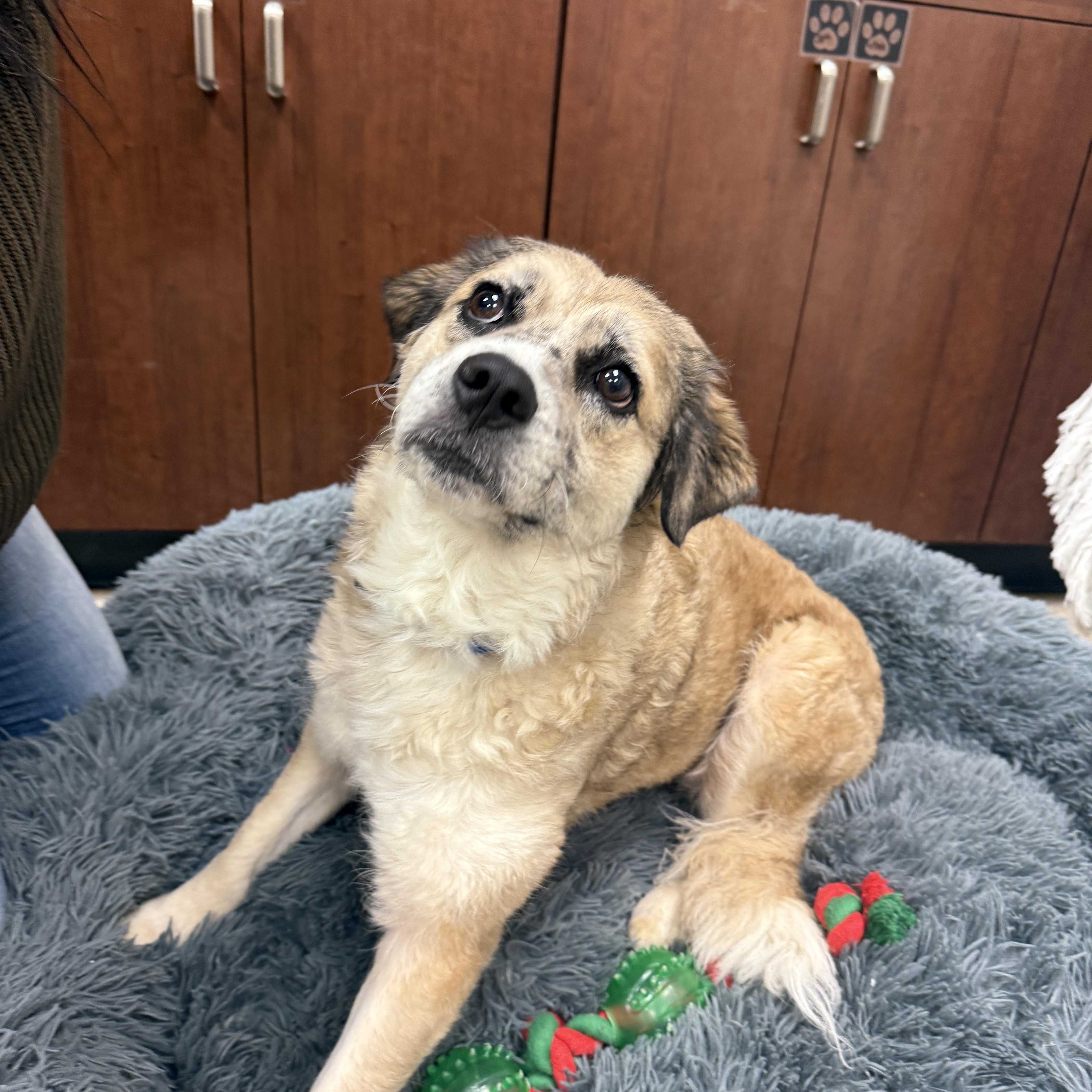 Enlarge Lilly, an adoptable mixed breed in Springfield, MO image 5/6