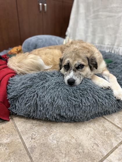 Lilly, an adoptable mixed breed in Springfield, MO image 2/6