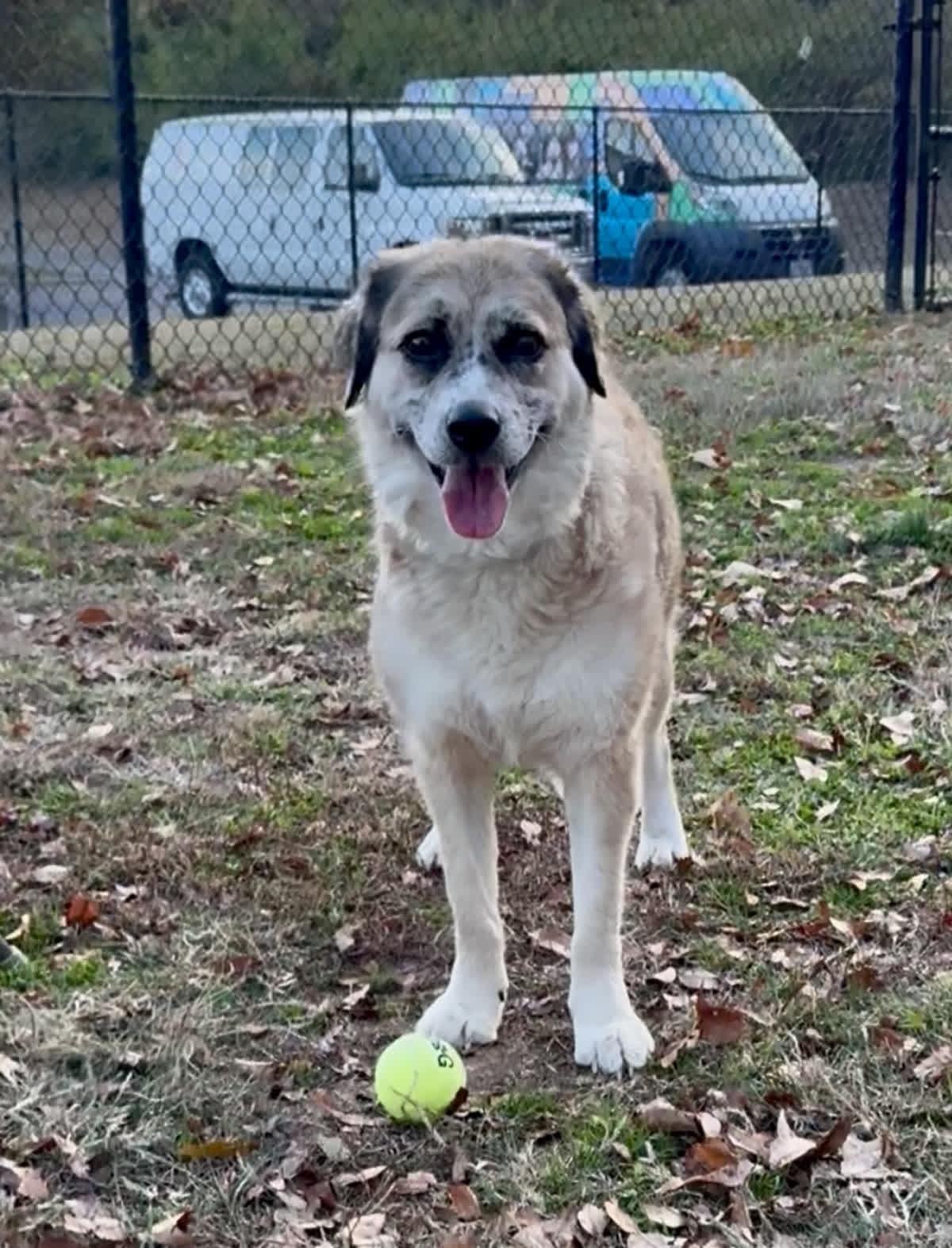 Enlarge Lilly, an adoptable mixed breed in Springfield, MO image 1/6