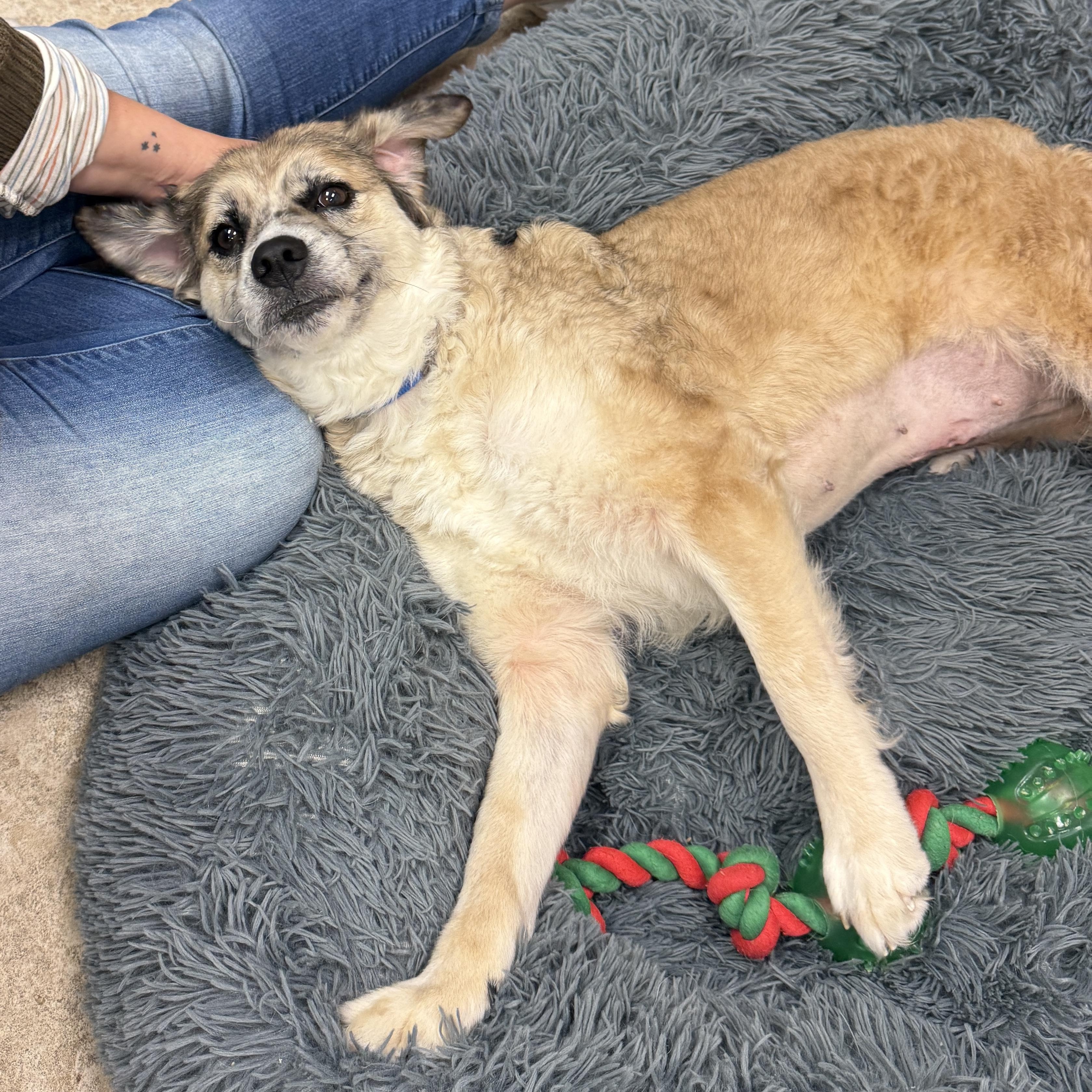 Enlarge Lilly, an adoptable mixed breed in Springfield, MO image 4/6
