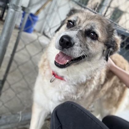 Lilly, adoptable, Adult Female Terrier & Australian Cattle Dog / Blue Heeler.