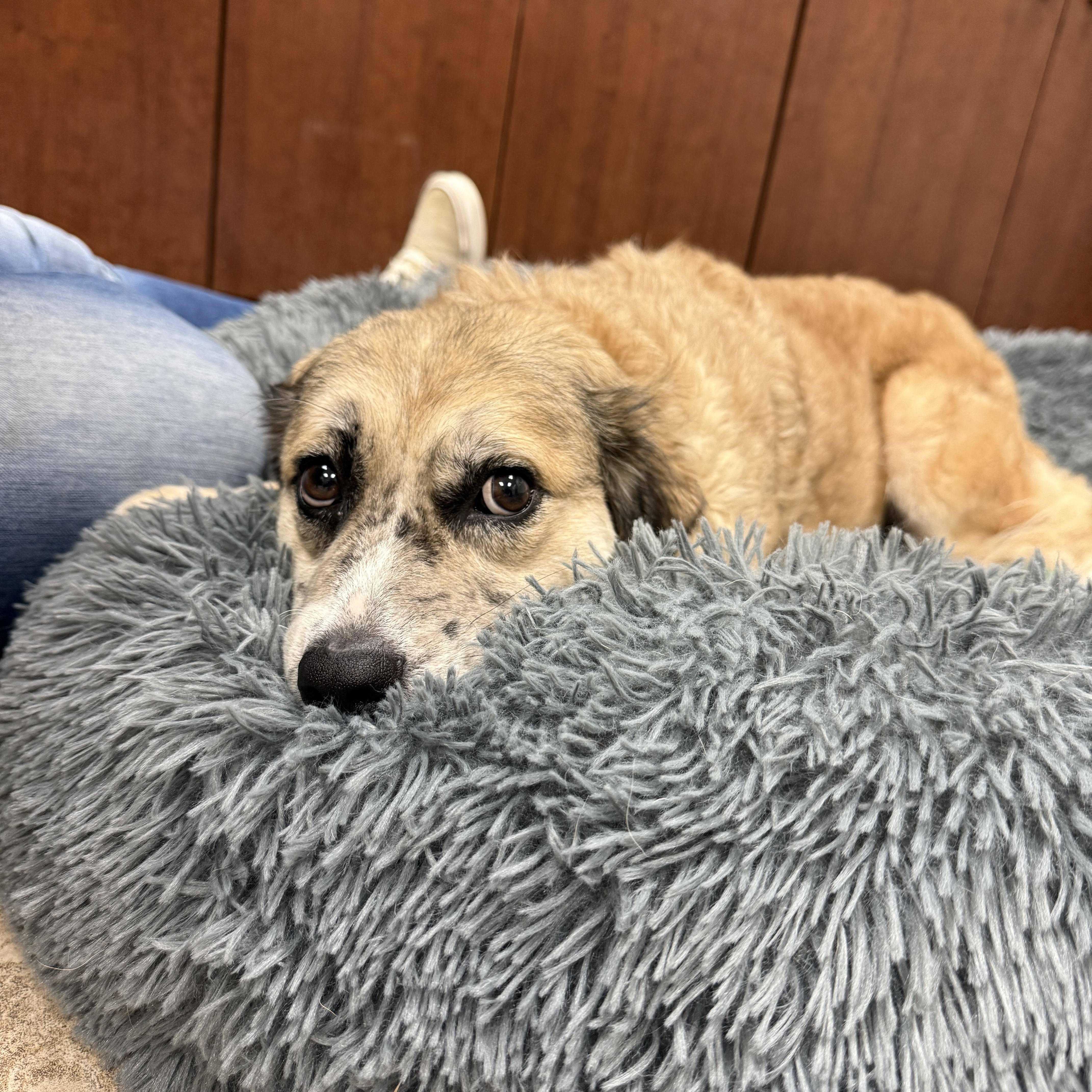 Enlarge Lilly, an adoptable mixed breed in Springfield, MO image 3/6