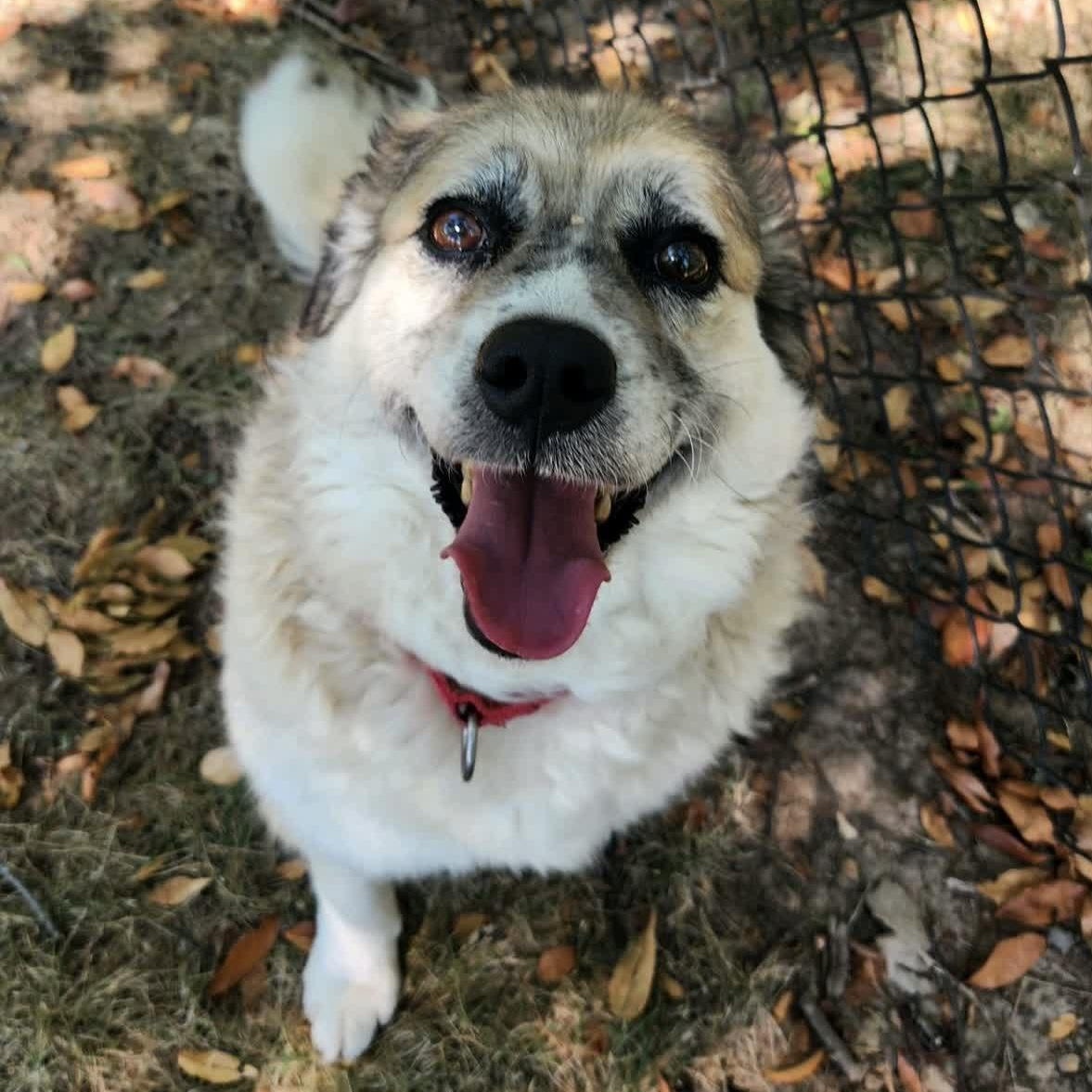 Lilly, Adoptable, Adult Female Terrier & Australian Cattle Dog / Blue Heeler.