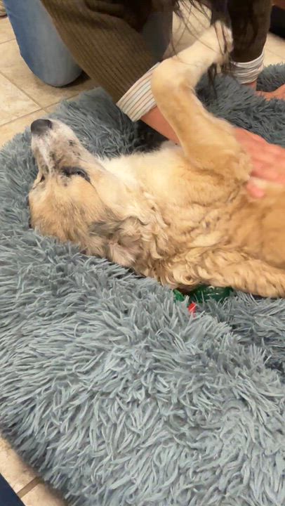 Enlarge Lilly, an adoptable mixed breed in Springfield, MO video 6/6